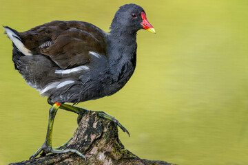 Teichhuhn (Gallinula chloropus)