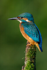 Eisvogel (Alcedo atthis)