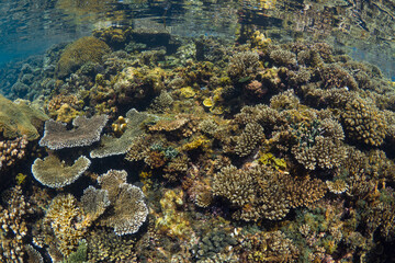 Shallow hard coral reef  while snorkeling