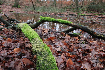 Alte tote Baumstämme auf dem Waldboden