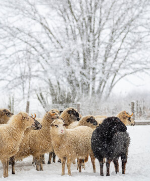 a herd of sheep in winter landscape