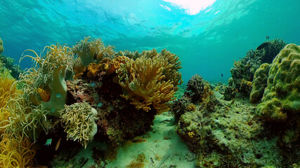 Tropical colourful underwater seascape. Tropical fishes and coral reef underwater. Underwater landscape. Philippines.