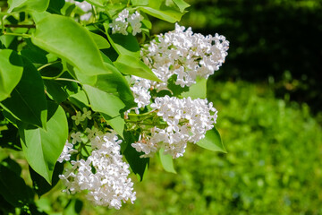 Many small flowers of summer lilac, bush in full bloom in sunny spring garden, beautiful outdoor floral background.White lilac bushes in the garden.A branch of white lilac. Spring flowers