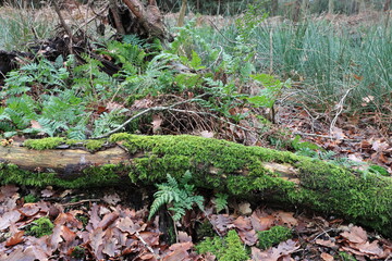 Alte tote Baumstämme auf dem Waldboden