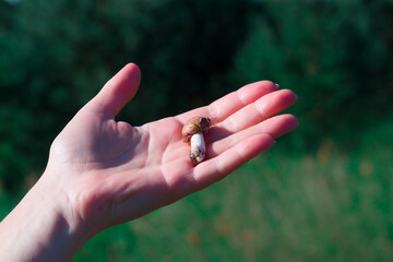 small mushroom in hand on green grass background