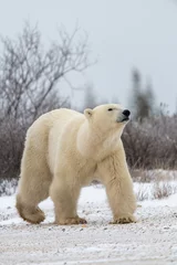 Keuken spatwand met foto A large male single isolated alone polar bear seen walking across a snowy, grey landscape in northern Canada, Manitoba during the bears migration to the sea ice.  © Scalia Media