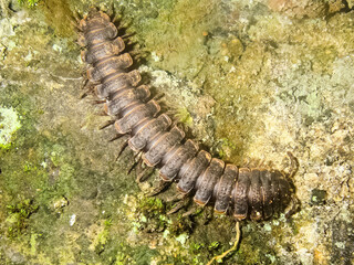 crawls on the moss centipede. centipede is predatory insect.