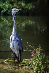 Graureiher (Ardea cinerea)