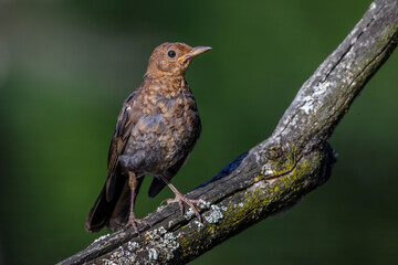 Amsel (Turdus merula) Weibchen