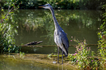Graureiher (Ardea cinerea)