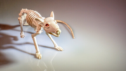 Rat skeleton close up on a white background