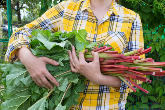 Women's hands hold an armful of cut rhubarb stalks. Harvesting rhubarb in the garden.