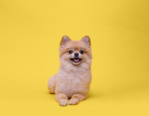 Portraite of cute fluffy puppy of pomeranian spitz. Little smiling dog lying on bright trendy yellow background. Free space for text.