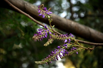 Focus on the wisteria flowers of the pergola with bokeh effect