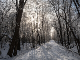 A path leads through a woods with frost covered trees in winter