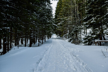 Path in snowy forest in mountains