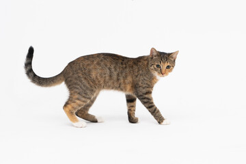 Cat is walking on a white background. The multiracial female cat. The young female cat walks straight ahead and has a long tail and pointed ears.