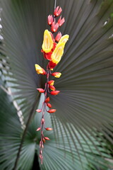 red and yellow orchid