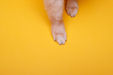 Dog paws on bright trendy yellow background. Free space for text. Fluffy puppy of pomeranian spitz.