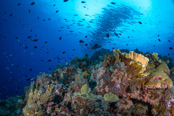 World class pristine healthy hard coral reef 