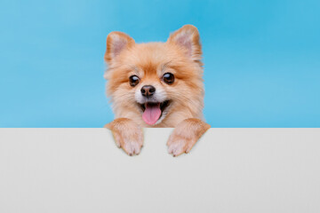 Portraite of cute fluffy puppy. Top of head of pomeranian spitz with paws up peeking over blank banner. Little smiling dog showing placard with space for text on blue, white background.