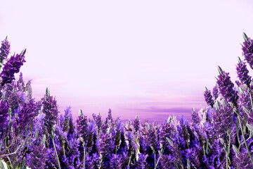 lavender field background for beauty product
