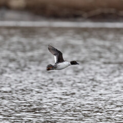 Tufted duck in flight over open water