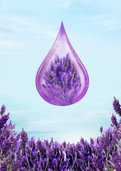 lavender field background for beauty product