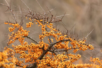 Orange sea buckthorn berries in autumn
