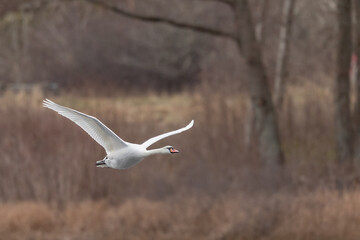 Beautiful white mute swan in flight