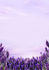 lavender field background for beauty product