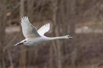 Beautiful white mute swan in flight