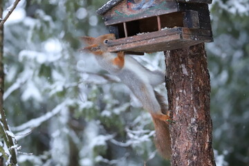 squirrel looking for food