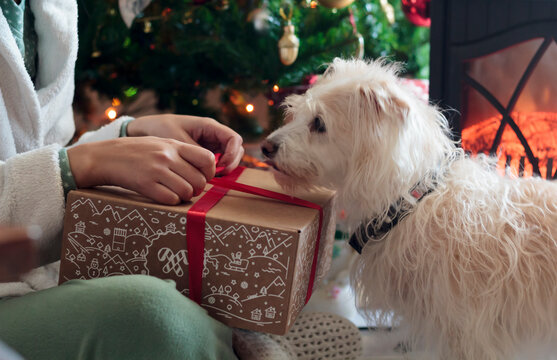 15,300+ Dog Christmas Present Stock Photos, Pictures & Royalty