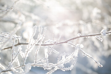 Branch covered in ice cold white frost in the winter. First frosts, cold weather, frozen water. Macro shot. Early winter.