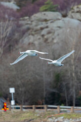 Two mute swans in flight 