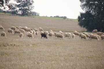 Flock of sheep