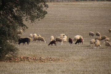 Flock of sheep