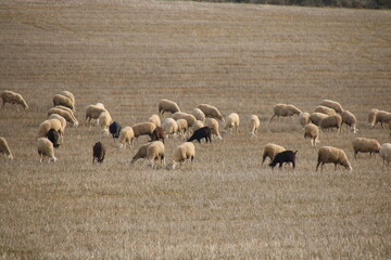 Flock of sheep