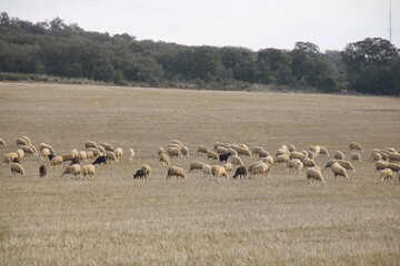 Flock of sheep