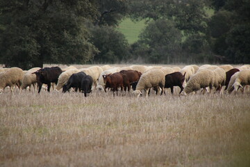 Obraz na płótnie Canvas Flock of sheep