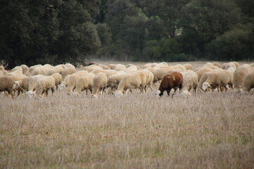 Naklejka na ściany i meble Flock of sheep