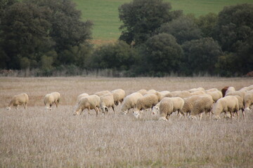 Flock of sheep