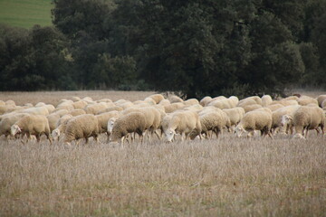 Flock of sheep