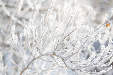 Branch covered in ice cold white frost in the winter. First frosts, cold weather, frozen water. Macro shot. Early winter.