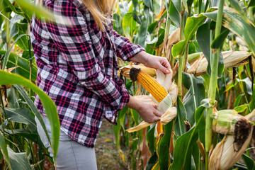 Farmer peeling corn cob and control quality before harvest. Agricultural activity in corn field