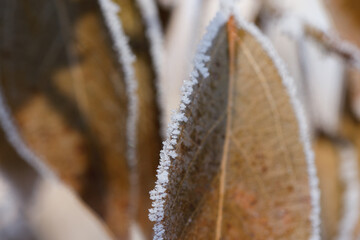 Autumn yellow leaf on a branch in frost needles. Morning frost. Rime. Winter cold weather.