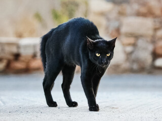 black cat was frightened and stooped. Black cat in fear and aggr