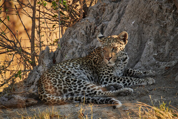 Beautiful leopard (Panthera pardus).
