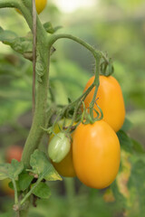 Wellow tomatoes on vine. Ripening tomatoes on a branch in the open field. Organic farming. Shop Local
